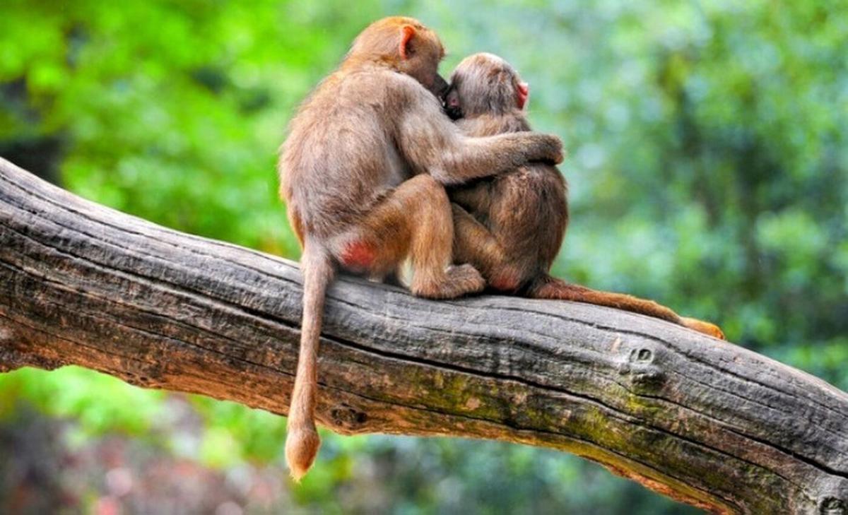 How the brain regulates social cues and support systems in primates and humans