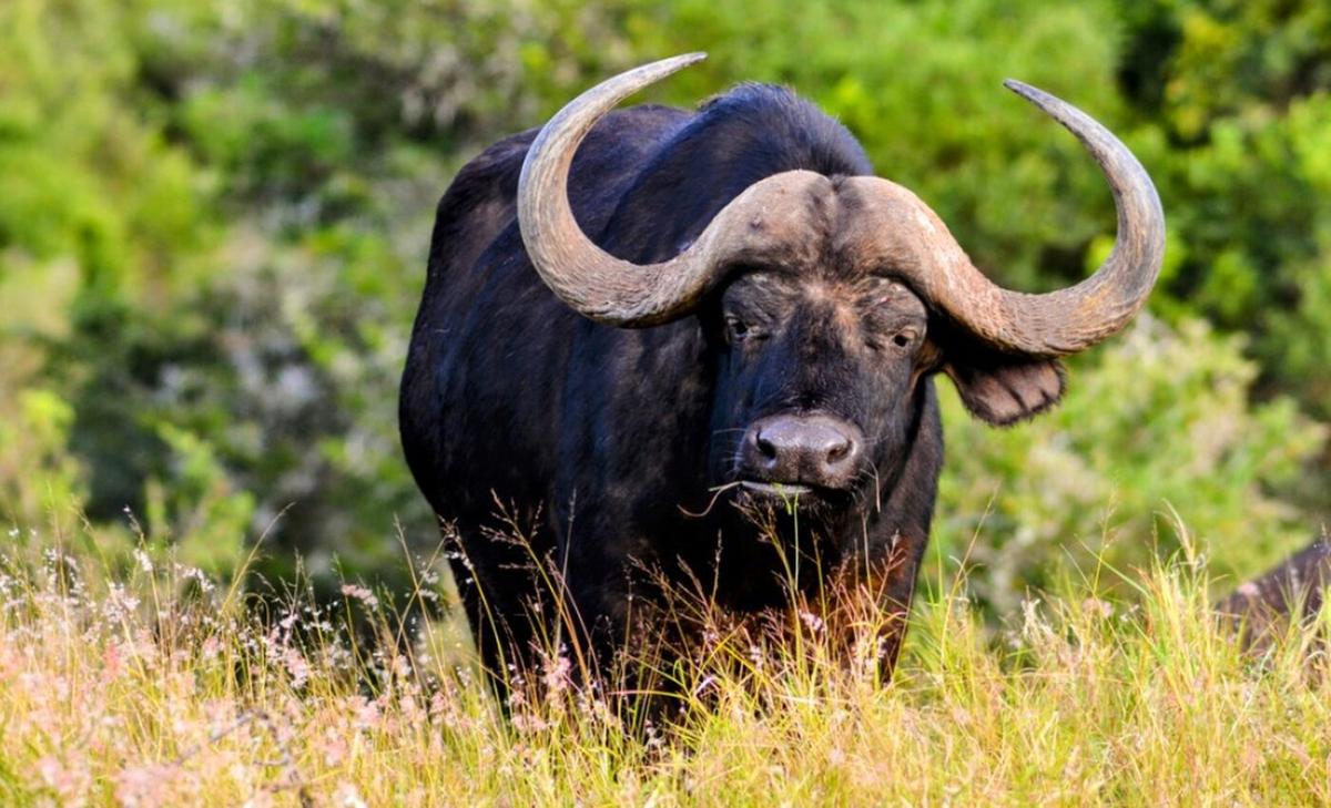 Computational model created to predict animal extinctions