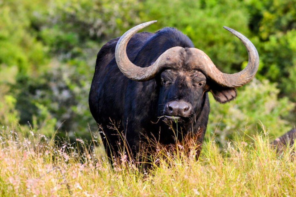 Computational model created to predict animal extinctions