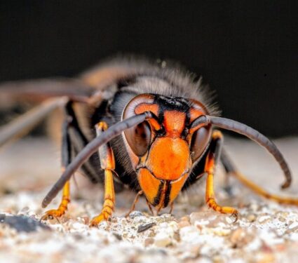 2024/04/Asian-hornets-.jpg
