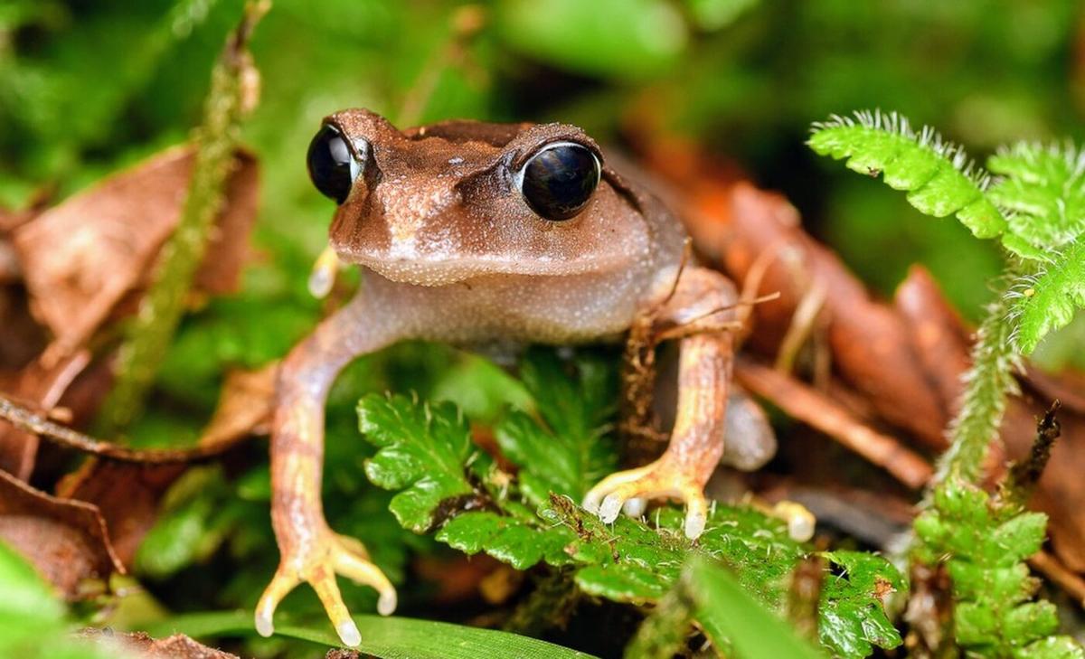 Inaudible screams: Amphibians use ultrasound to deter predators