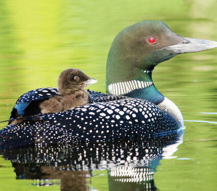 Baby,Loon,Riding,On,Its,Parent's,Back