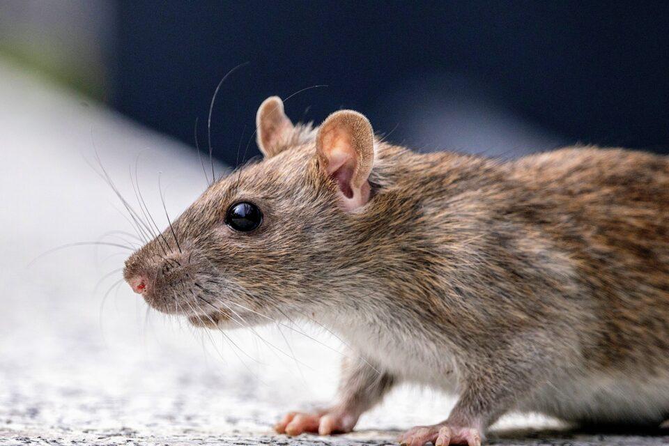Shipping 'superhighways' helped brown rats conquer North America
