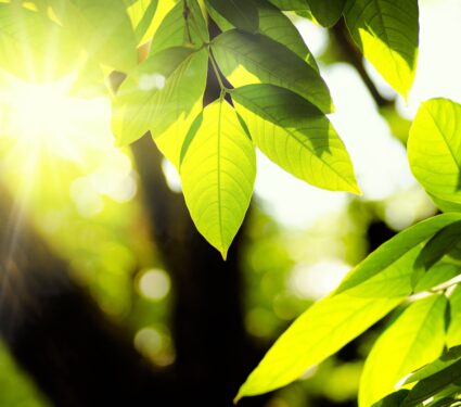 2024/04/Photosynthesis-light.jpg