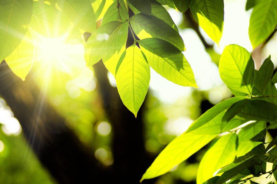 Plants cleverly adapt their photosynthesis to changes in light