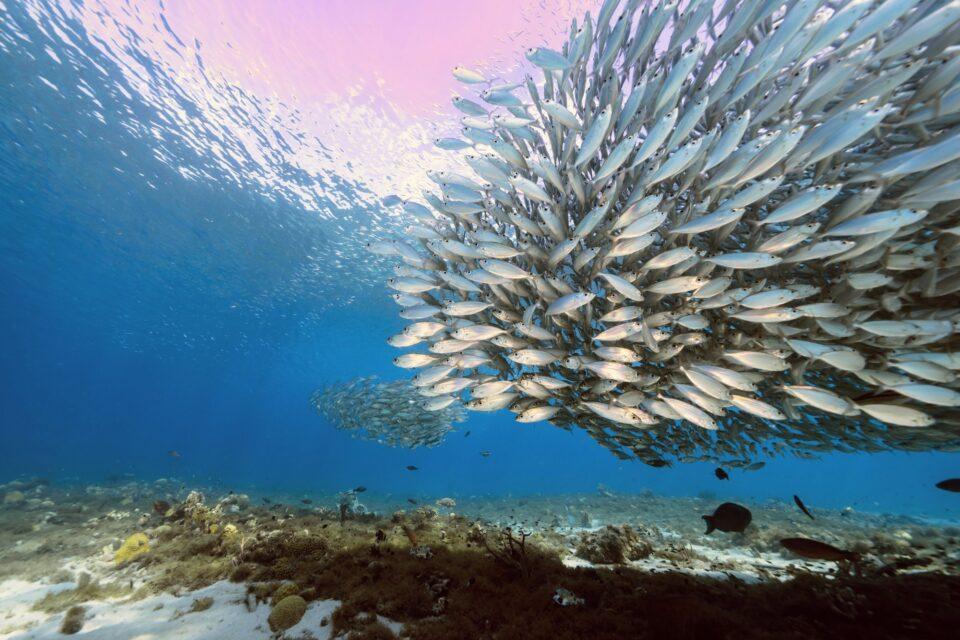 In schools, fish have mastered the skill of moving without sound