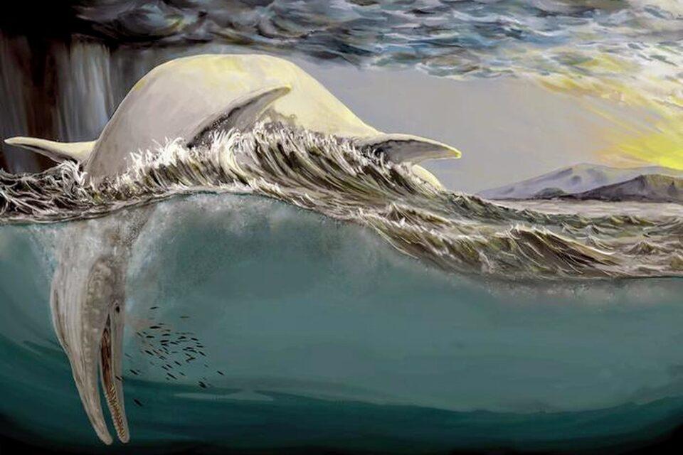 Mysterious 150-year-old bones identified as ichthyosaur jaws