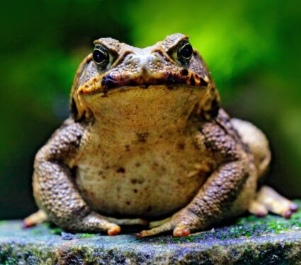 2024/04/Cane-toads.jpg