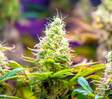 Closeup,Of,Cannabis,Female,Plant,In,Flowering