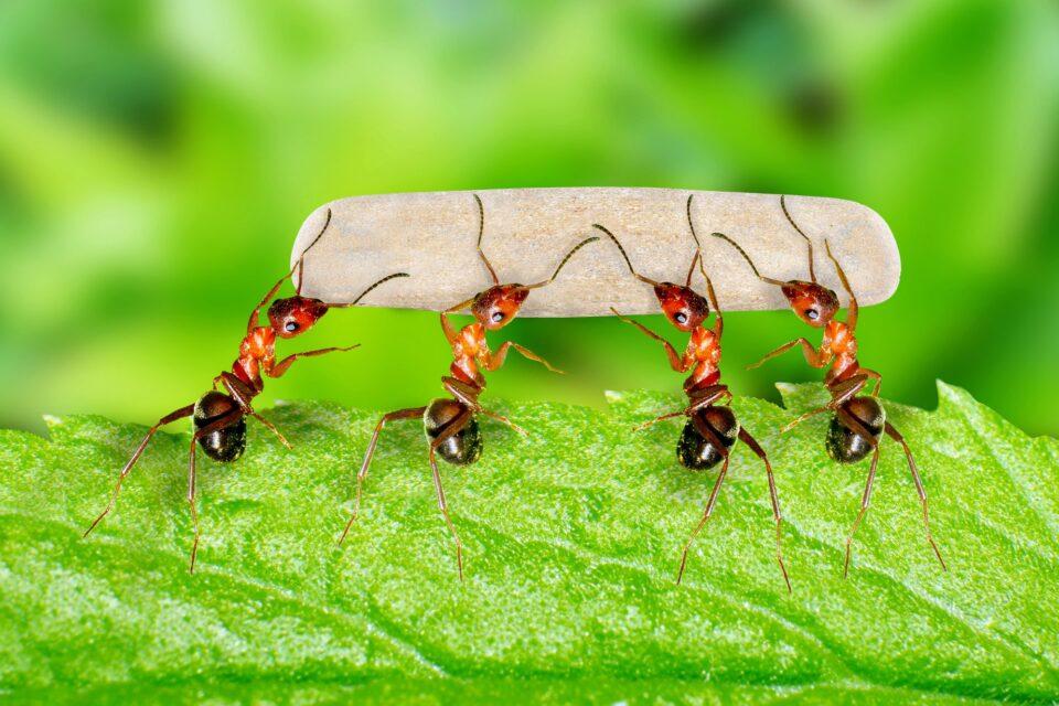 Ants are shifting to new habitats to cope with climate change