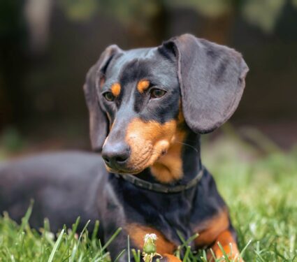 2024/04/Dachshunds-breeding.jpg