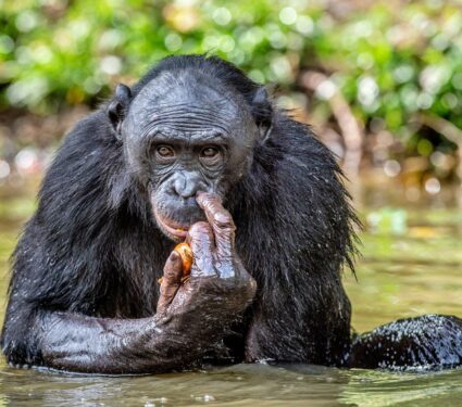 2024/04/Aggressive-bonobos.jpg