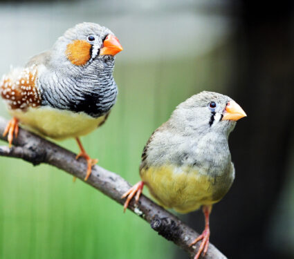 Zebra,Finch