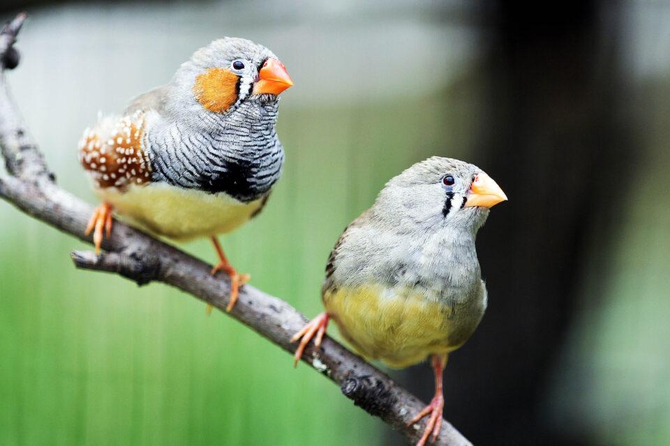 These birds choose mates who can sing the most complex songs