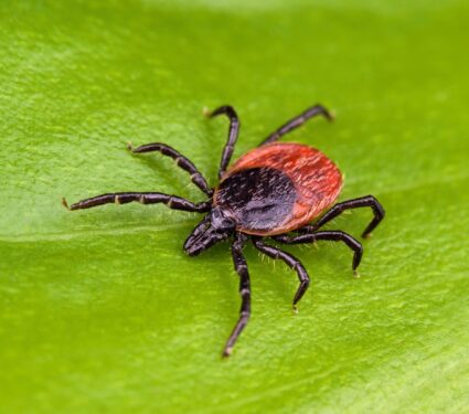 2024/04/Black-legged-ticks.jpg
