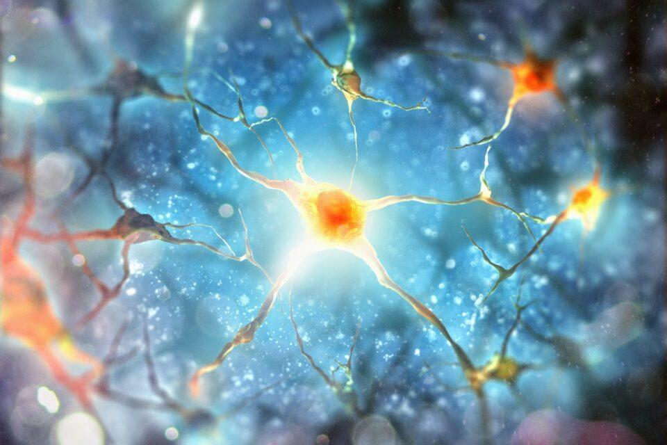 The spinal cord can learn and remember independently of the brain
