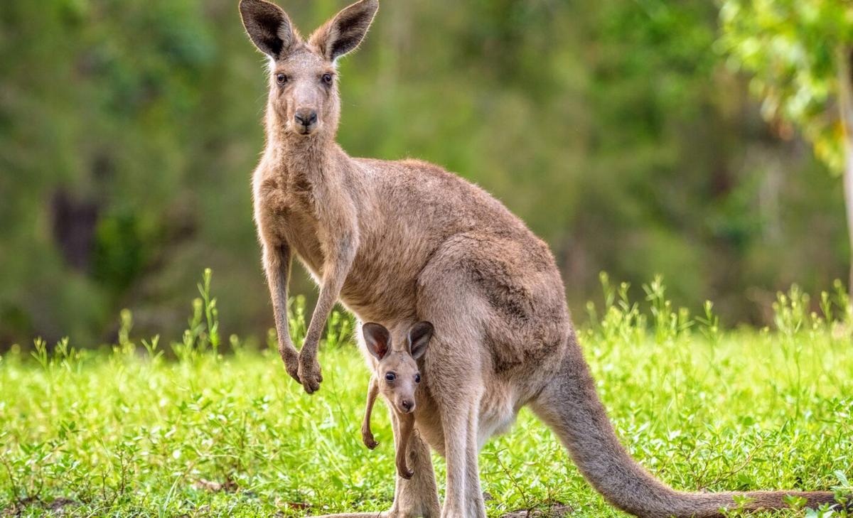 Protemnodon kangaroo fossils may explain their extinction