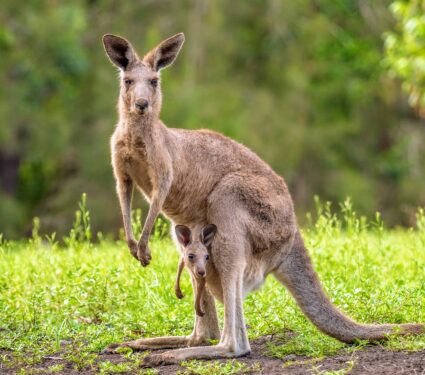 2024/04/Protemnodon-kangaroo.jpg