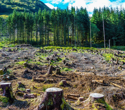Pine,Tree,Forestry,Exploitation,In,A,Sunny,Day,Near,Glencoe,