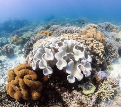2024/04/Coral-bleaching-event.jpg