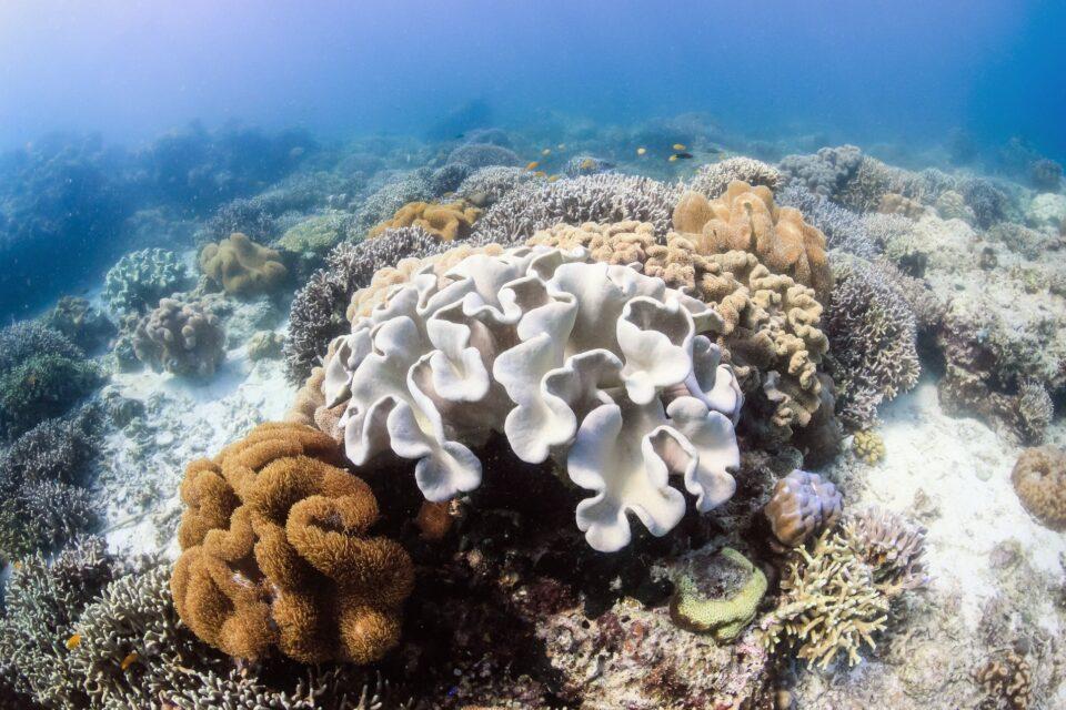 The world's largest coral bleaching event is now underway