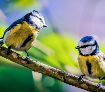 2024/04/Blue-tits-mating.jpg