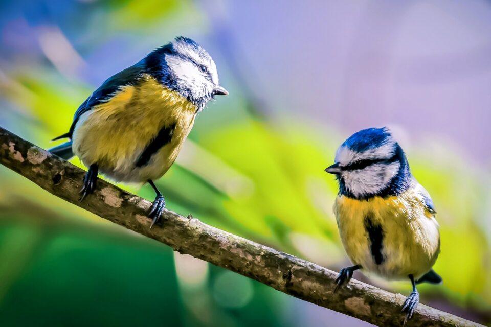When it comes to cheating, older birds have a mating advantage