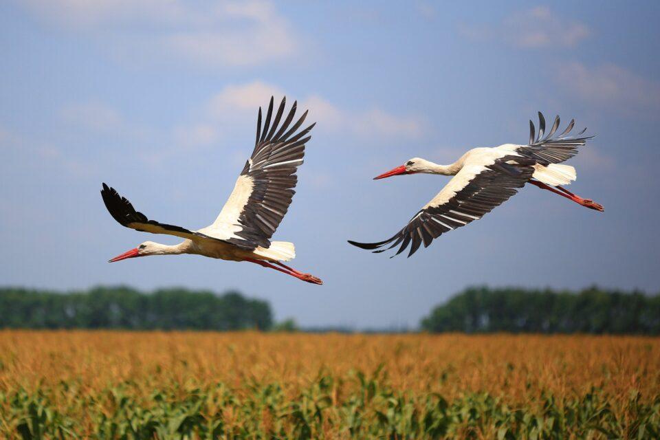 Younger storks choose migration routes that are social hotspots