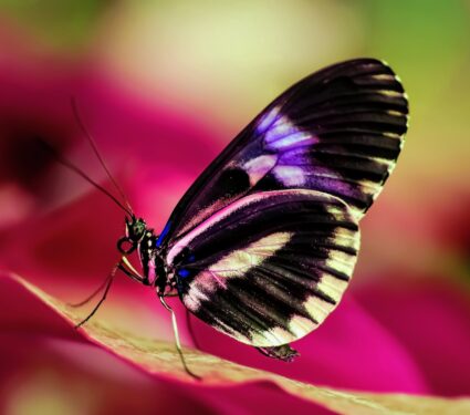 2024/04/Hybridization-new-species.jpg