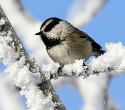 2024/04/Mountain-chickadees.jpg