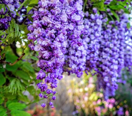 2024/04/Invasive-plant-soundscape.jpg