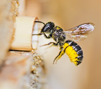 2024/04/Insect-flight.jpg