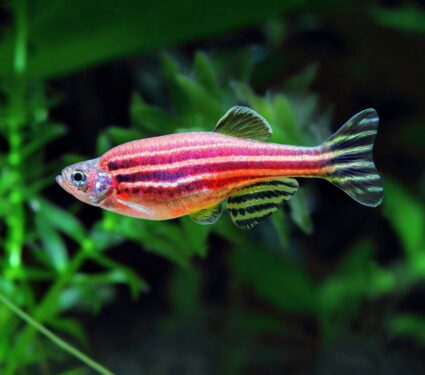 2024/04/Zebrafish-heart-regeneration.jpg
