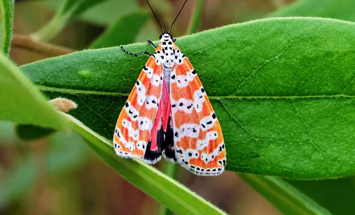 Some moths use lethal toxins to deter predators and attract mates