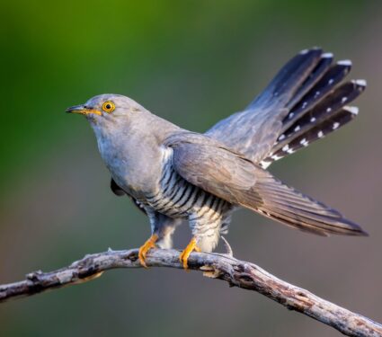 2024/04/Cuckoo-colors.jpg
