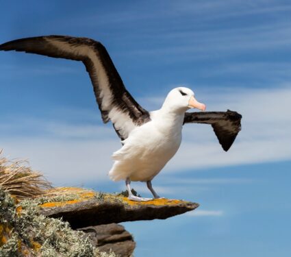2024/04/Birds-navigate.jpg