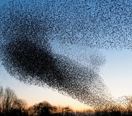 2024/04/Bird-flocking.jpg