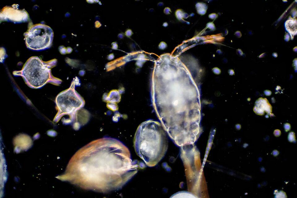 Plankton help predict ocean biodiversity losses