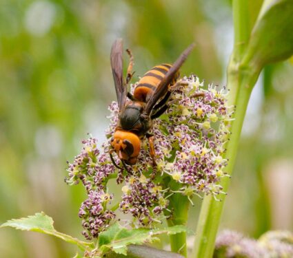 2024/04/Hornet-pollinators.jpg