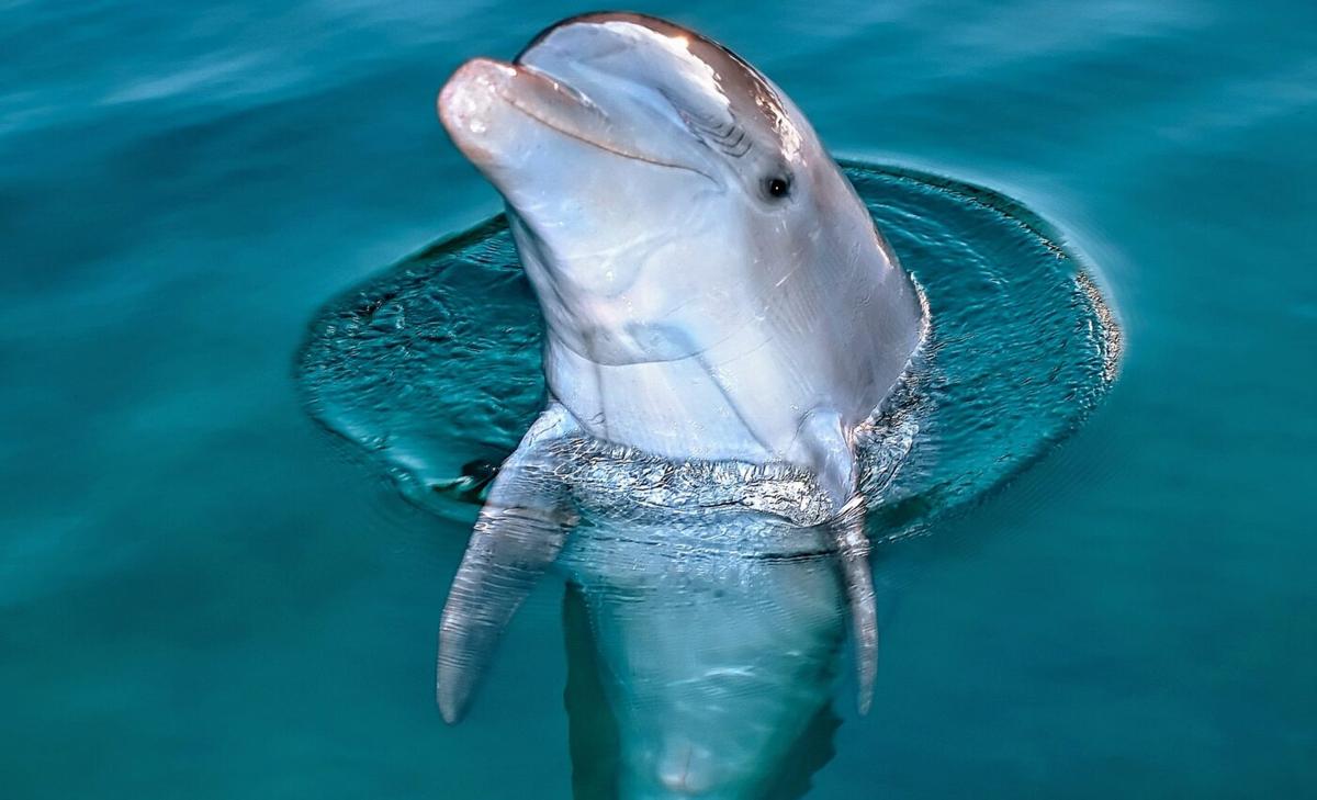 Dolphin in Florida tests positive for avian influenza