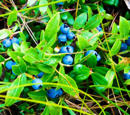 Wild,Blueberries,In,A,Canadian,Forest.