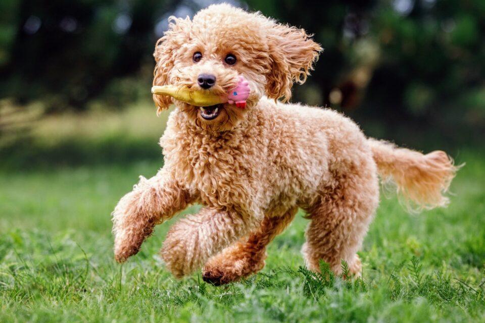 Medium-sized dogs have a greater risk of developing cancer