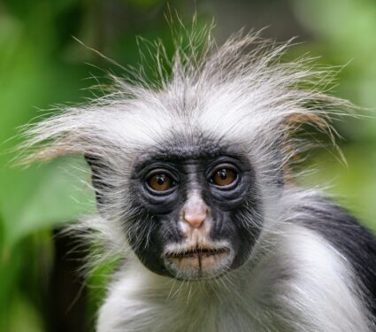 2024/05/Red-colobus-monkeys.jpg