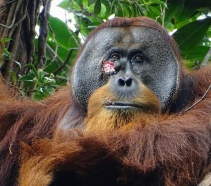 2024/05/Orangutan-wound.jpg
