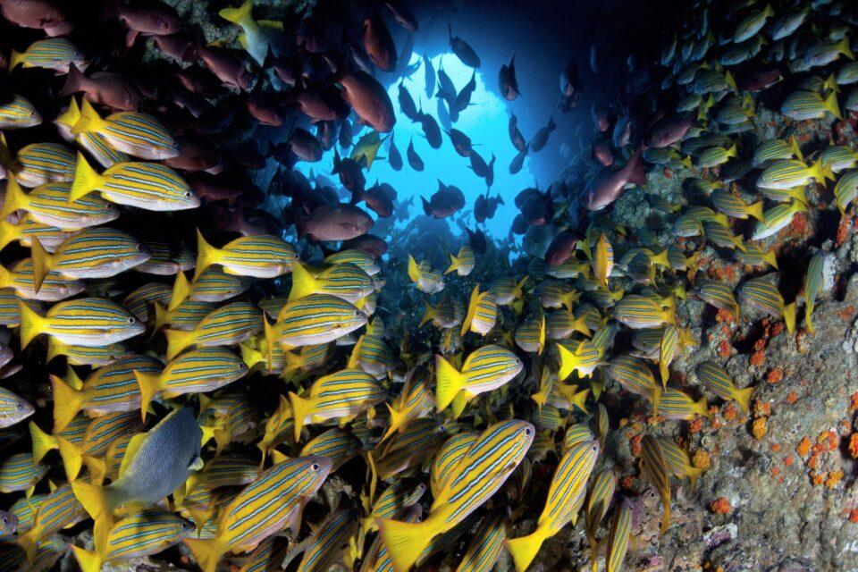 Five new hydrothermal vents discovered in the Pacific Ocean