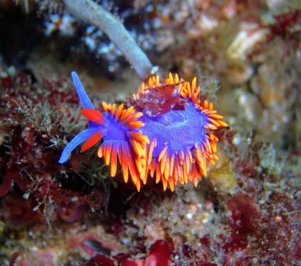 2024/05/Sea-slugs-microneedles.jpg