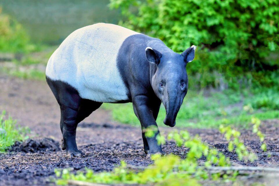 Large herbivore extinctions drastically affect forest ecosystems