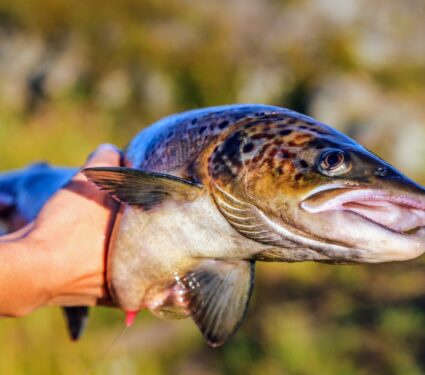 2024/05/Salmon-size.jpg