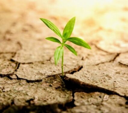 2024/05/Plants-changing-climates.jpg