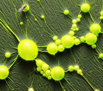 Cyanobacteria,,Also,Known,As,Cyanophyta,On,Water,Surface.,Can,Produce